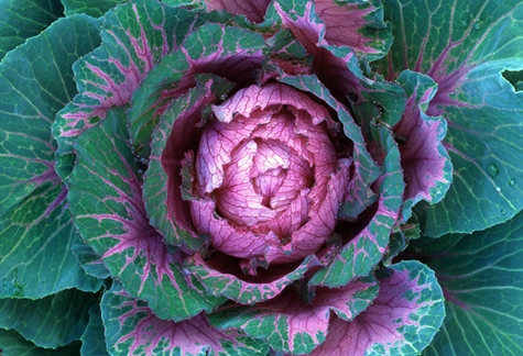 red cabbage harvest