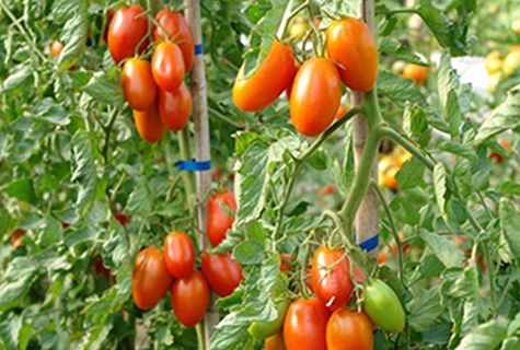 Tomatenmarusia im Garten