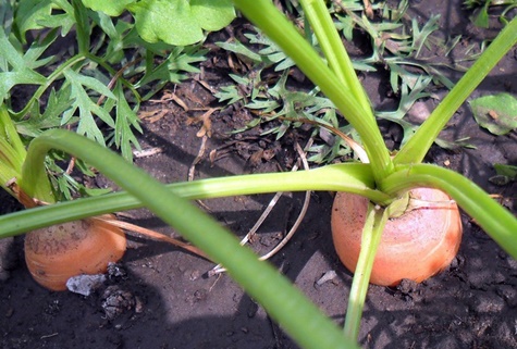 morötter i trädgården
