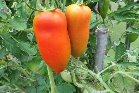 tomato in the garden