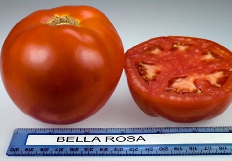 „Bella Rosa“ pomidorų dydžiai