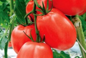 Características y descripción de la variedad de tomate Benito
