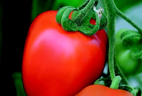 paradajka benito