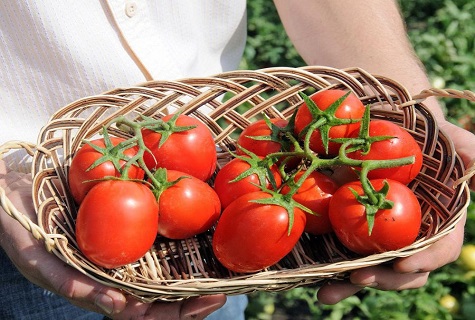 podnos s paradajkami