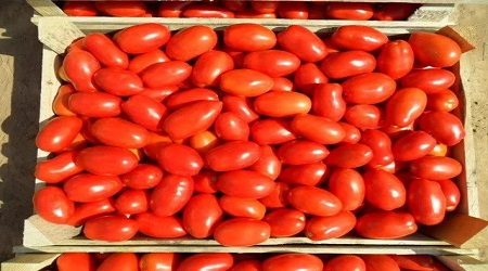 kutija rajčica