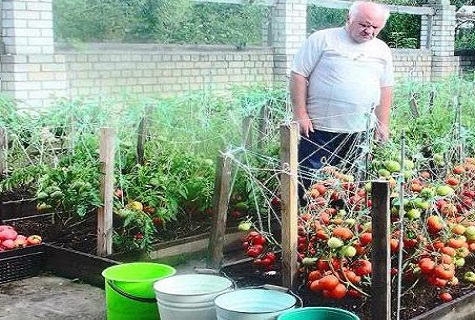 zomerbewoner in tomaten