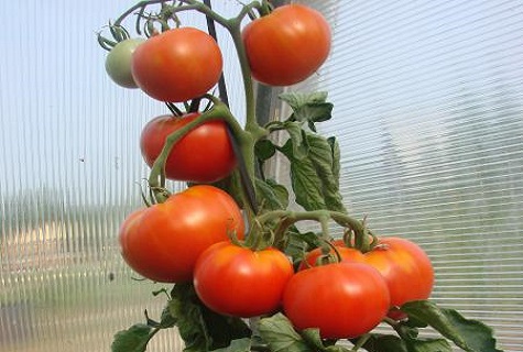 tomat i et drivhus