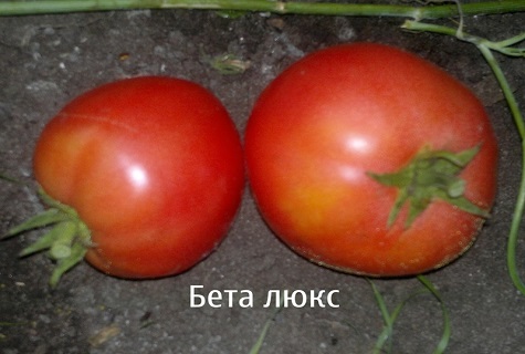 dvě rajčata