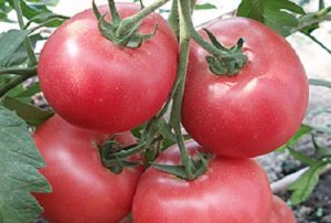 Characteristics and description of the Betalux tomato variety