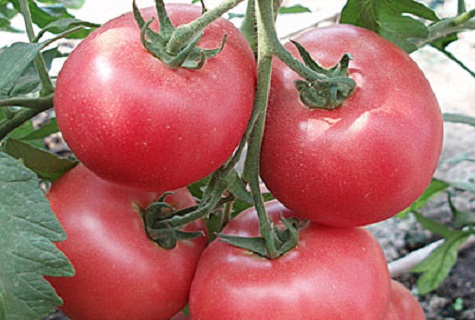 tomates rosados