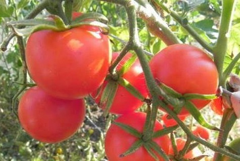 فرع الطماطم
