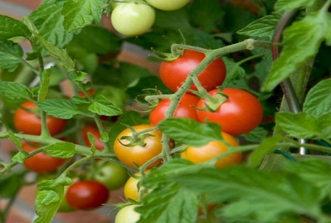tomates en los arbustos