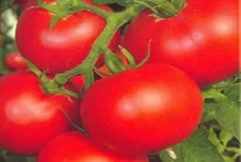 viisi tomaattia