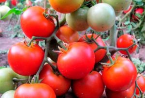Pomidorų veislės Betta charakteristikos ir aprašymas