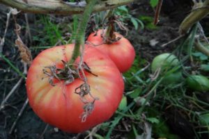 Tomaattien ominaisuudet ja kuvaus Biysk rose ja Biysk rosean