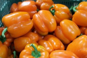 Uzgoj paprike u stakleniku i na otvorenom polju u moskovskoj regiji