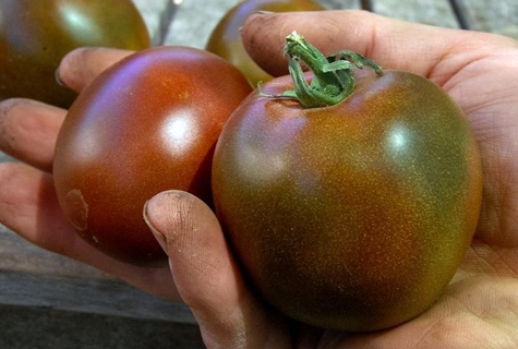 variedad de tomate Black Prince