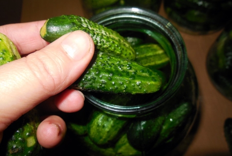 pickled cucumbers in hand