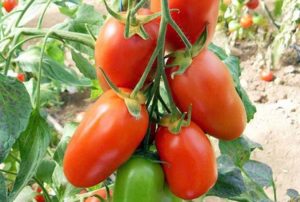 Egenskaber og beskrivelse af tomatsorten Ladies 'saint