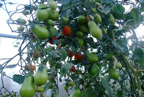 tomatoes in the greenhouse