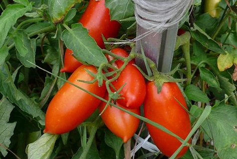 pririštas pomidoras