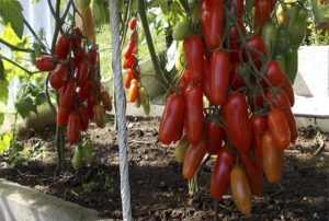 Charakteristiky a opis odrody paradajok Zhigalo, jej výnos