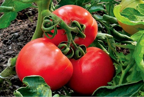 hybrid tomat