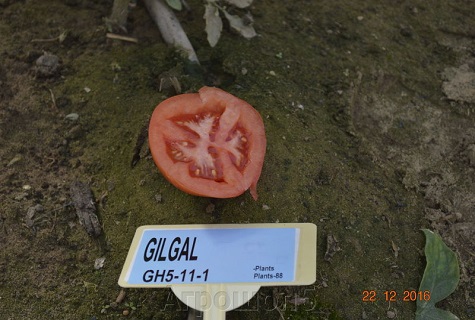 structure de tomate