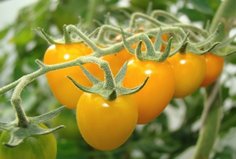 tomater på stængler