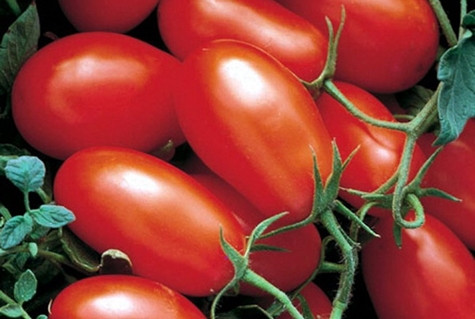 verschijning van tomatenhype
