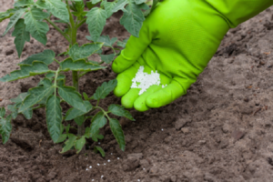 What fertilizers and when to use for feeding tomatoes in a greenhouse