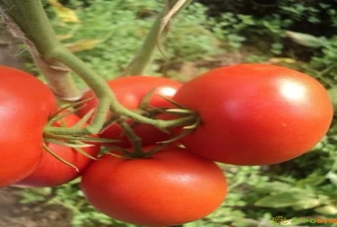 encima del tomate