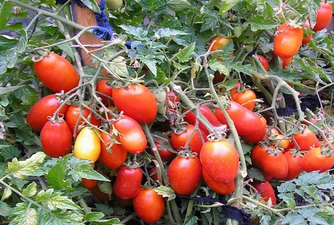 עגבניה קיביץ