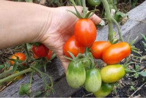 Beskrivelse og karakteristika for Kibitz-tomatsorten