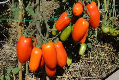 wczesny pomidor