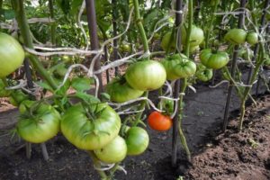 Productividad, características y descripción de la variedad de tomate Kubyshka.