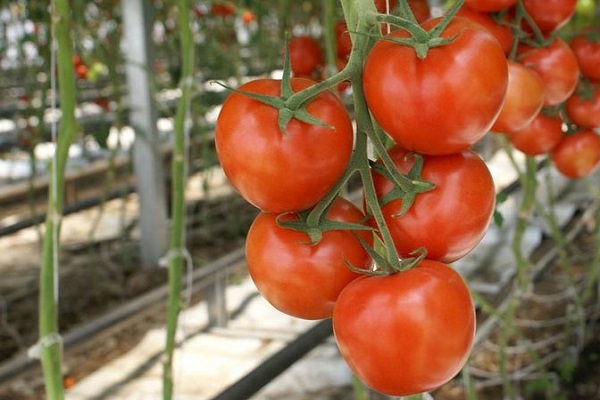 sezono vidurio pomidorai