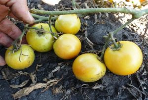 Pomidorų veislės Long Keeper savybės ir apibūdinimas, derlius