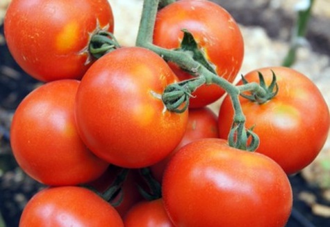 pomidor Martha F1 w ogrodzie
