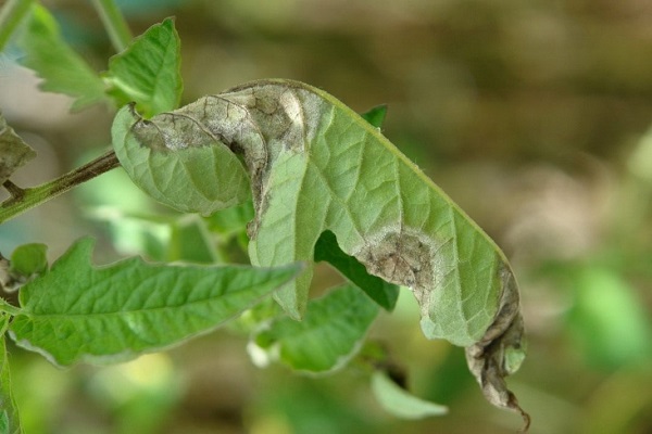 curl leaf