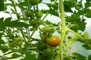 Beskrivelse og karakteristika for tomatsorten Lazy's Dream