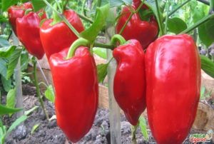 Caratteristiche e descrizione dei peperoni della varietà Gift of Moldova