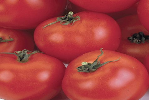 daudz tomātu