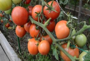 Kenmerken en beschrijving van de Nikola-tomatensoort, opbrengst