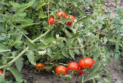 krūmo pomidoras