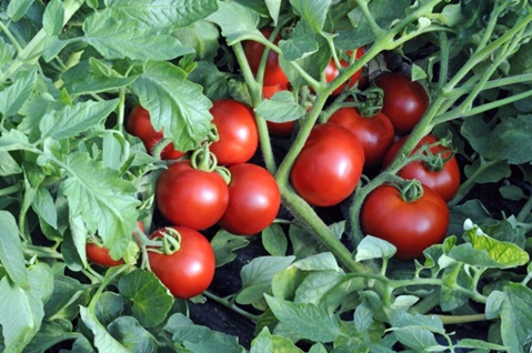 paradajka Catherine v záhrade