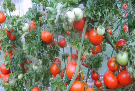 beaucoup de tomate