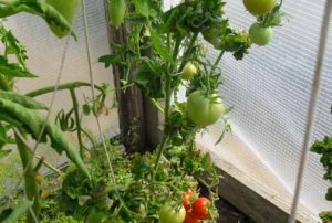 Eigenschaften und Beschreibung der Tomatensorte Stick