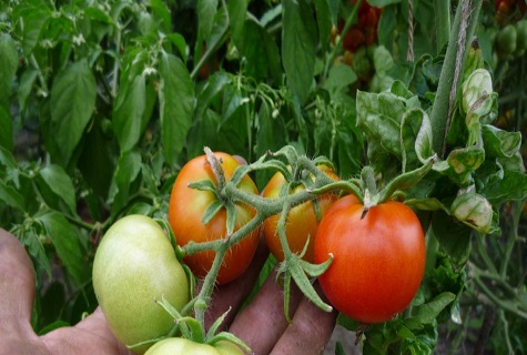 grönsaker i handen