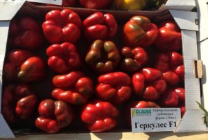 Charakteristika a opis odrody papriky